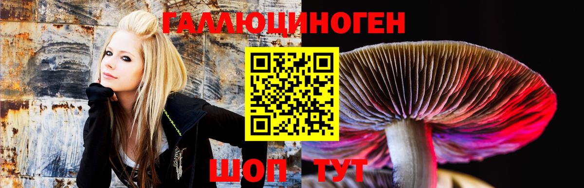 Бор  Псилоцибиновые грибы Psilocybe  Вход с VPN 